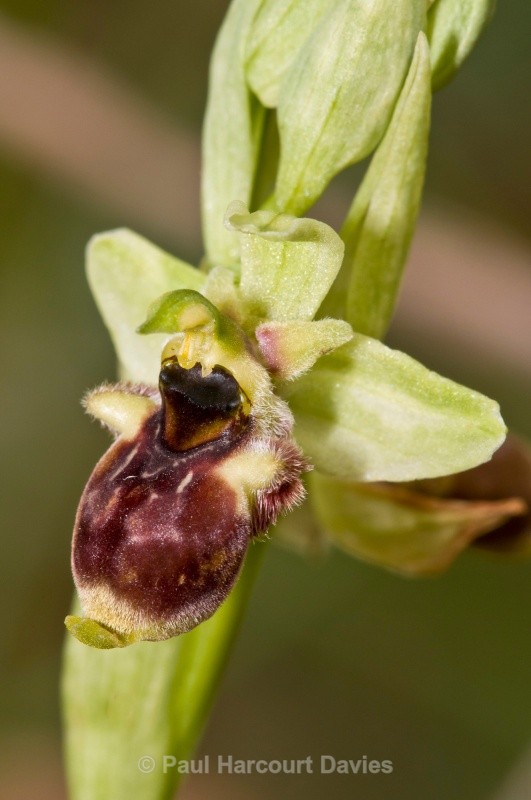 Conrad's Orchid (Ophrys conradiae) - Orchids - Ophrys