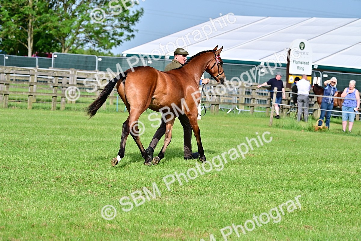 SBM_00100 - Class 46-49 - Arab and Part Bed-Anglo Arab In Hand