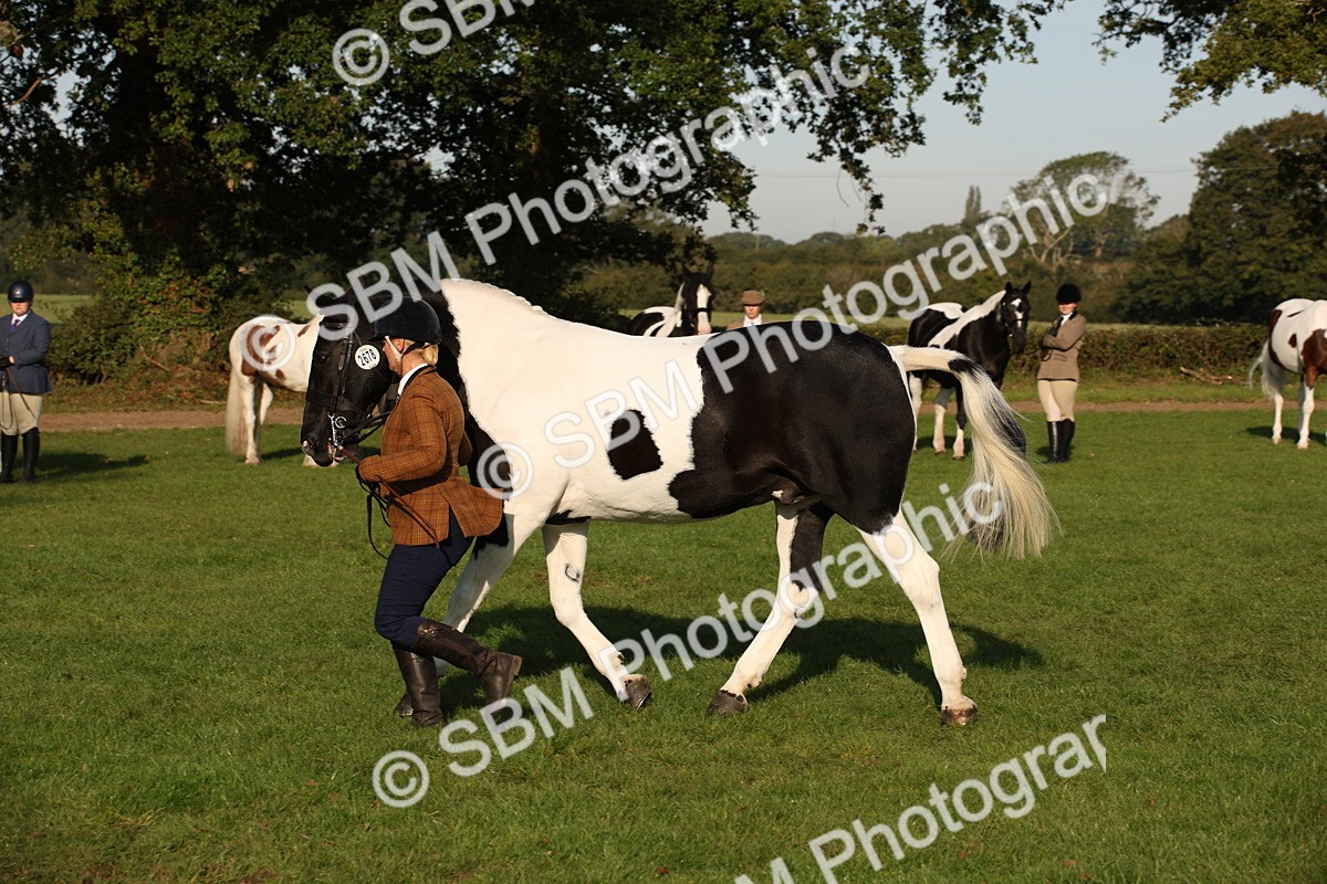 SBM_58717 - S51 - Piebald & Skewbald Horse In Hand