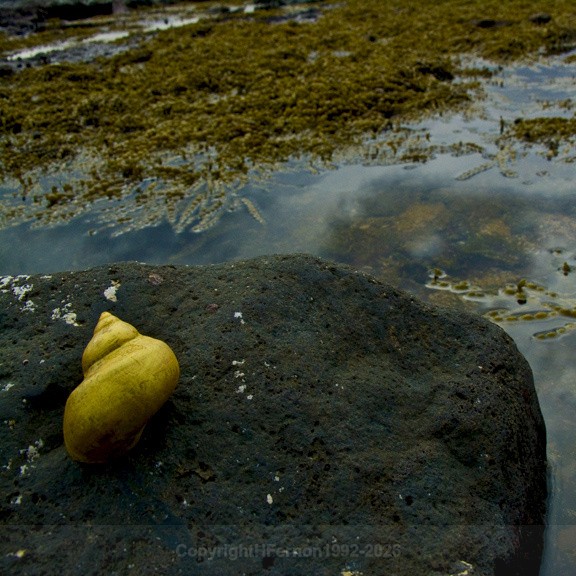  - STILL LIFE IN LANDSCAPE