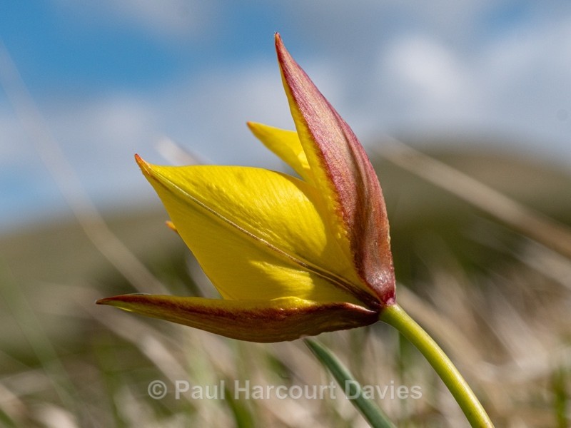 Yellow tulip (Tulipa australis) aslo Tulipa sylvestris ssp australis  - Gargano - Wild Flowers
