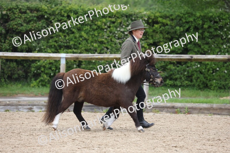 20260504-0478 - Class 4 - Minitures and Shetlands