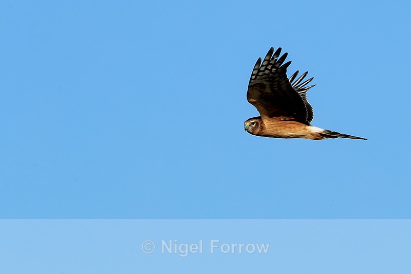 Northern Harrier (female) in flight, Bosque del Apache, New Mexico - Northern Harrier