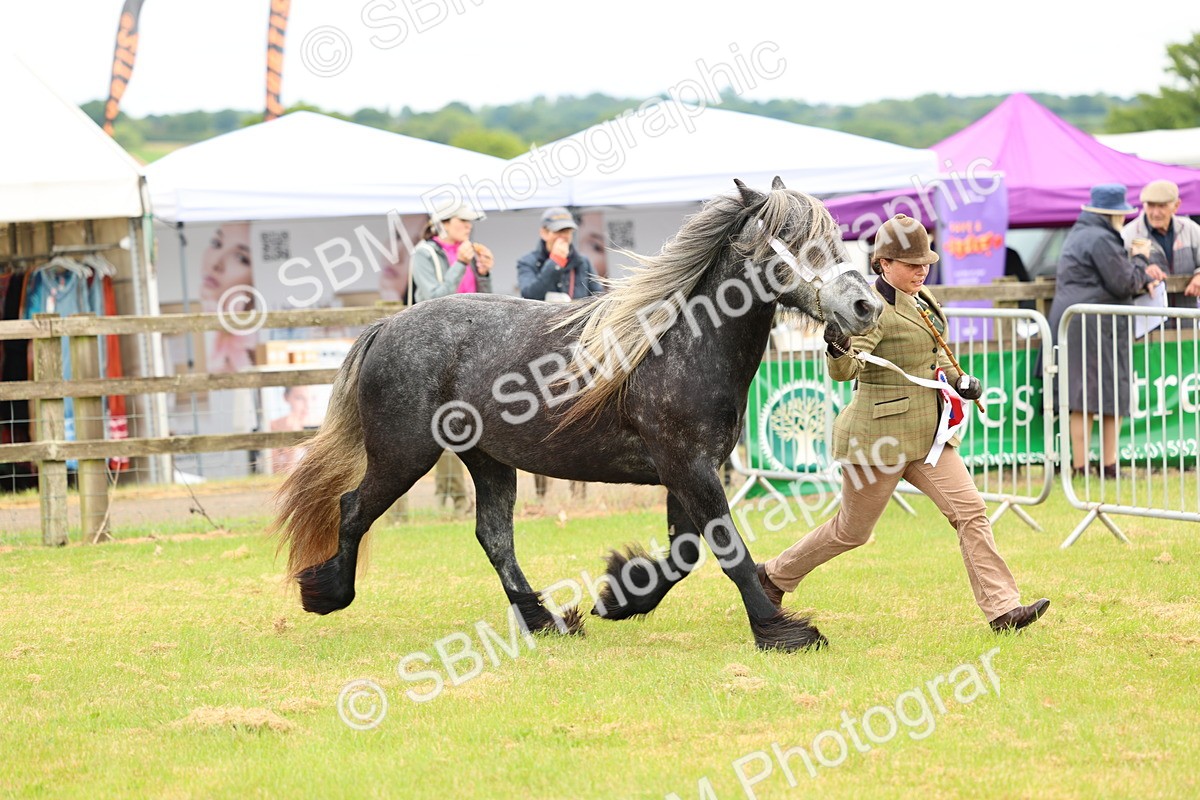 SBM_00639 - Class 58-67 - M&M Non Welsh Pony In hand