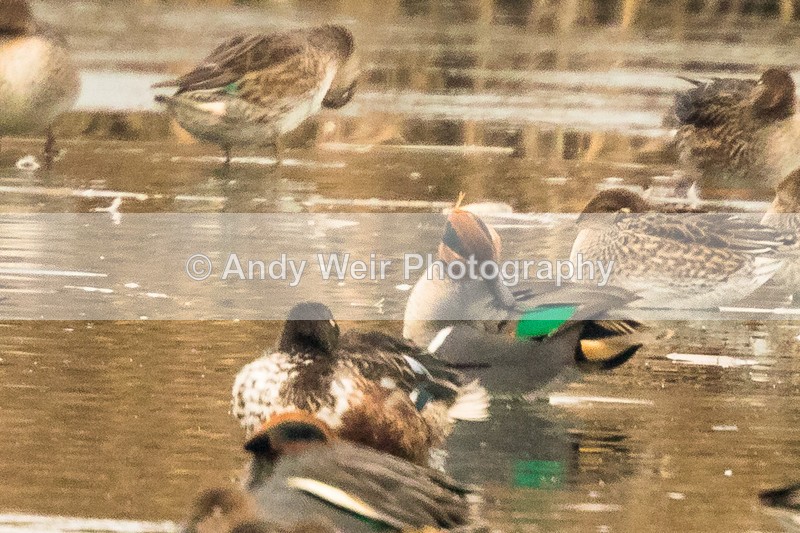 20161130-8E0A3250 - Teal