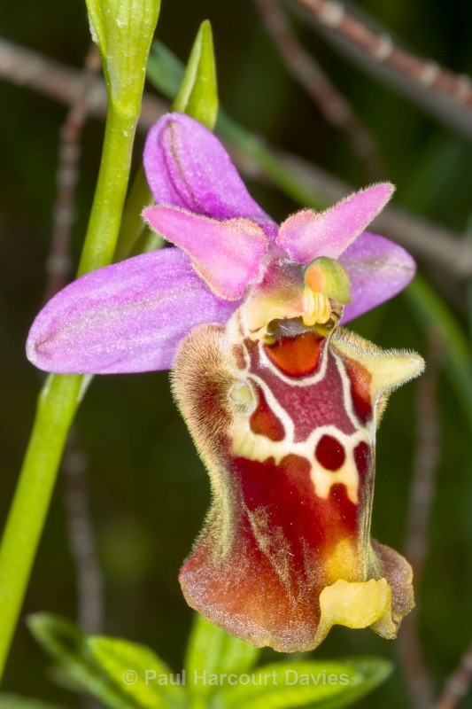 Apulian Ophrys (Ophrys fuciflora ssp. apulica) - Orchids - Ophrys