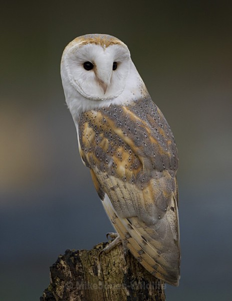 BARN OWL / REF BO 2 - BARN OWLS