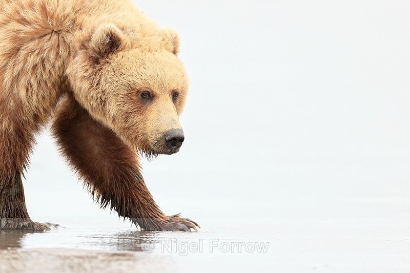Brown Bear searching for clams, Silver Salmon Creek, Alaska - Brown Bear
