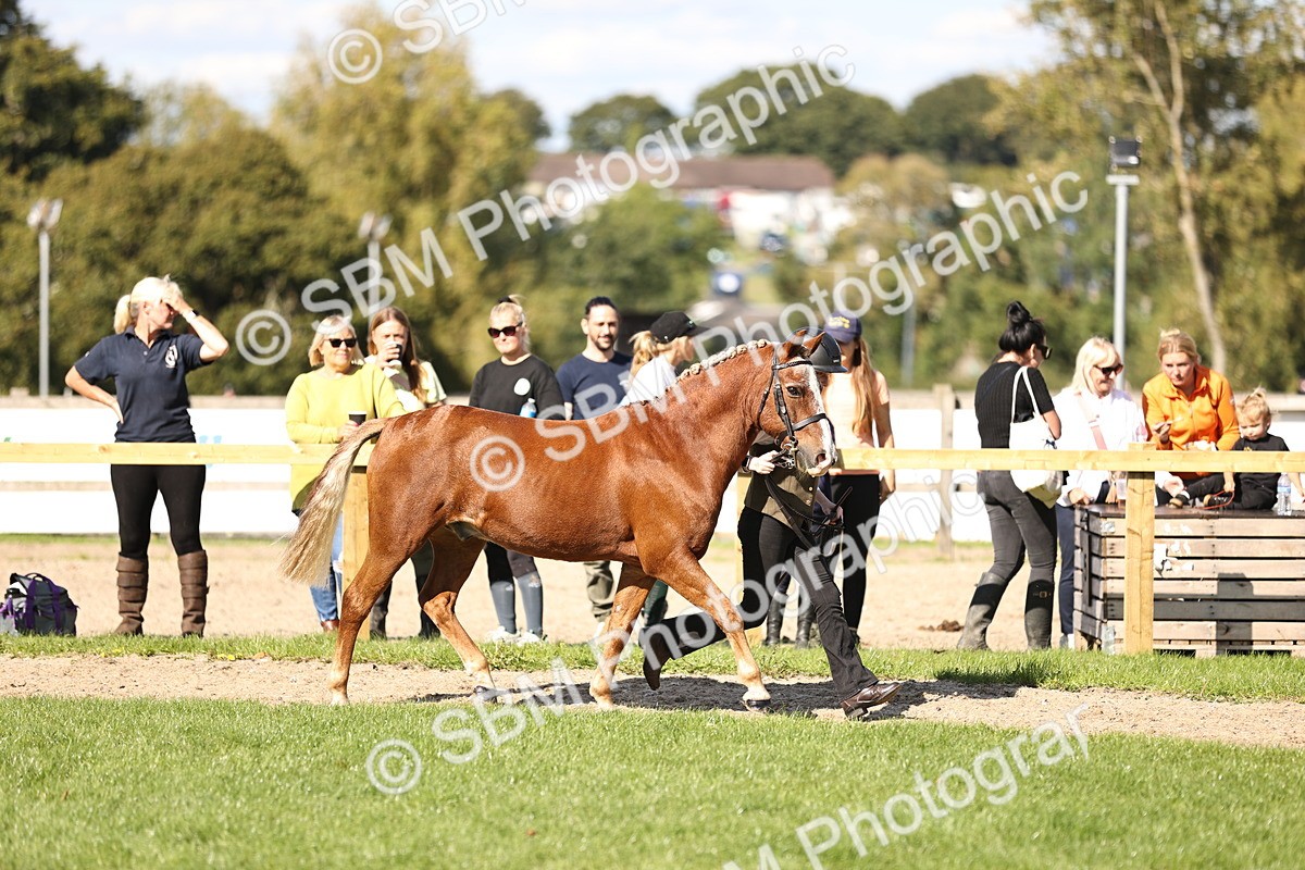 SBM_26138 - S5 - Novice & Newcomers In Hand