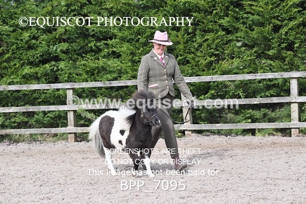 BPP_7095 - RING 1  (RIDDEN HORSES / IN HAND / VETERAN ETC)