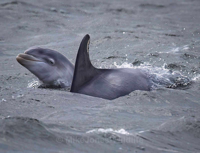 Chanory point, Bottle nose dolphins - Dolphins, Whales & Orcas. Scotland, Iceland, Azores & Madeira