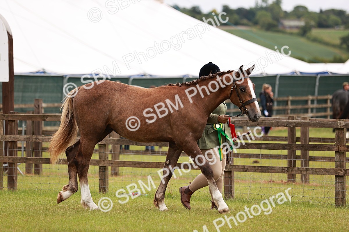 SBM_00817 - Class 26-30 Sport Horse In Hand
