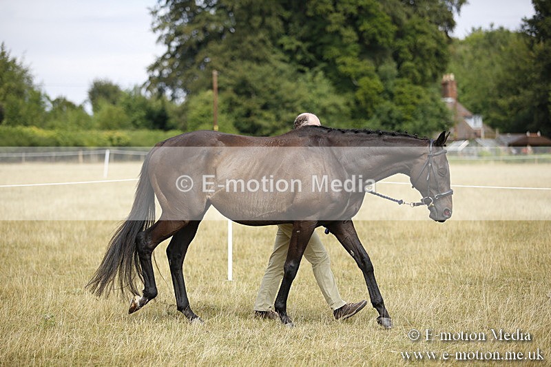 _C7A9624 - BVRC Sow 2018 Ring 2