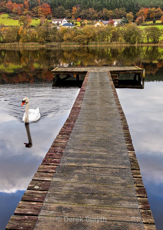 Graceful Swan In Tranquil Autumn Reflection