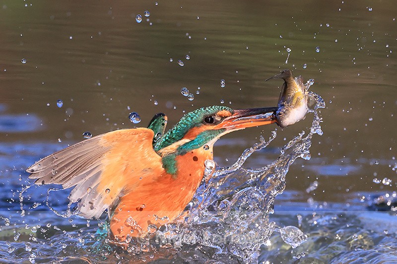 Kingfisher & fish in water, Otterbourne, Hampshire - Kingfisher