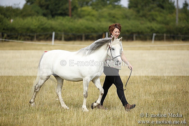 _C7A9190 - BVRC Sow 2018 Ring 2