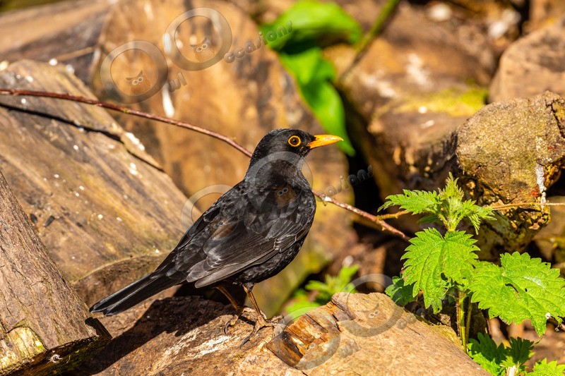 Blackbird Turdus merula-6254 - UK birds