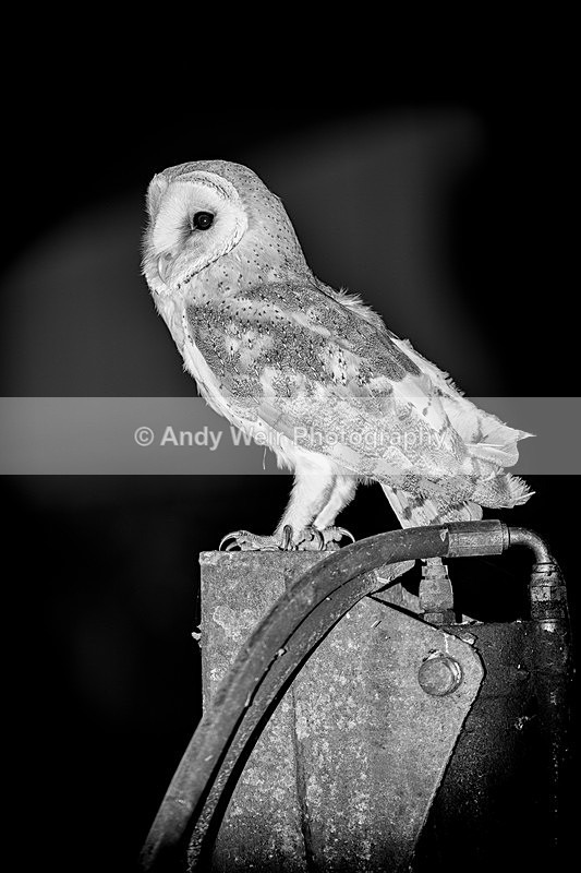 Barn Owl - Barn Owl