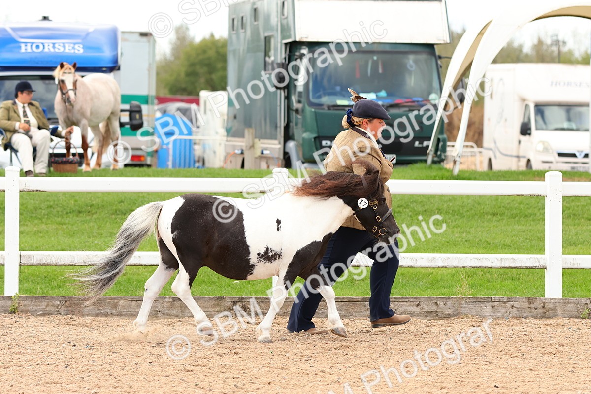 SBM_10285 - Class 206 - IH Non Show Type Pony