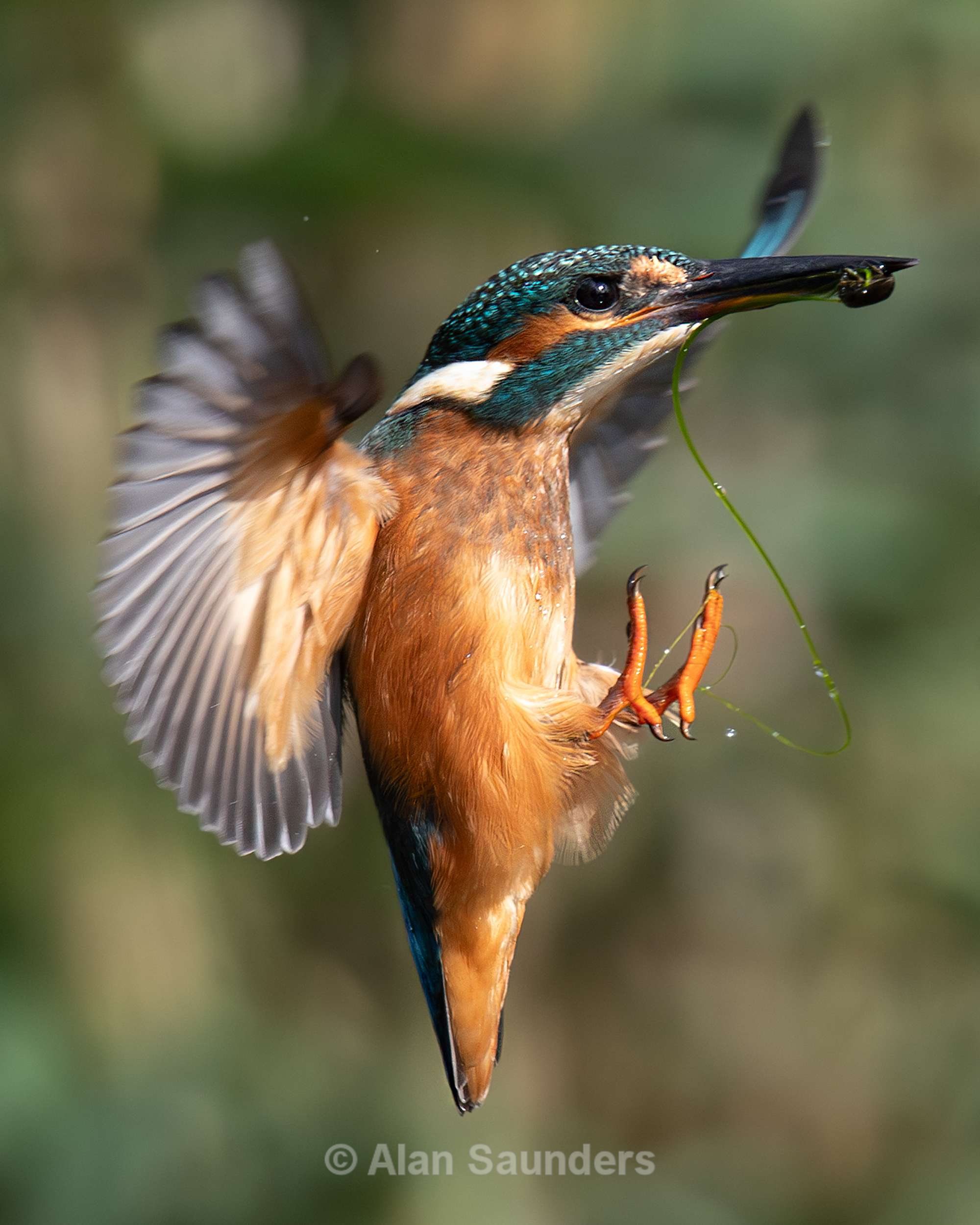 Common Kingfisher 12
