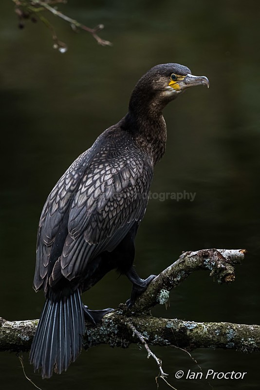 Cormorant Portrait - Nature
