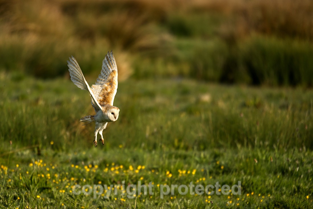 Barn Owl - Hollesley Marshes - Suffolk - Birds
