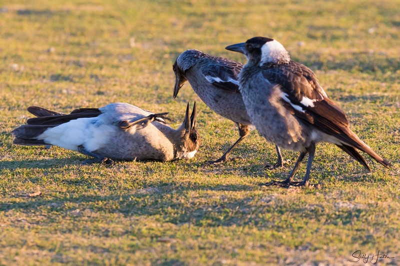 Juvenile Magpies 3