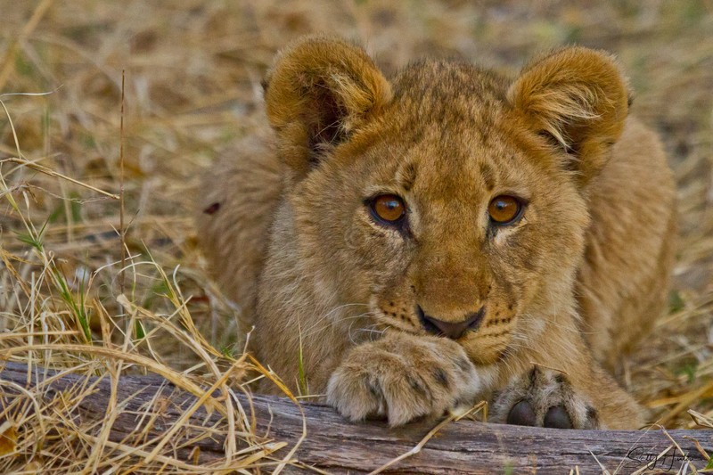 Lion Cub 2