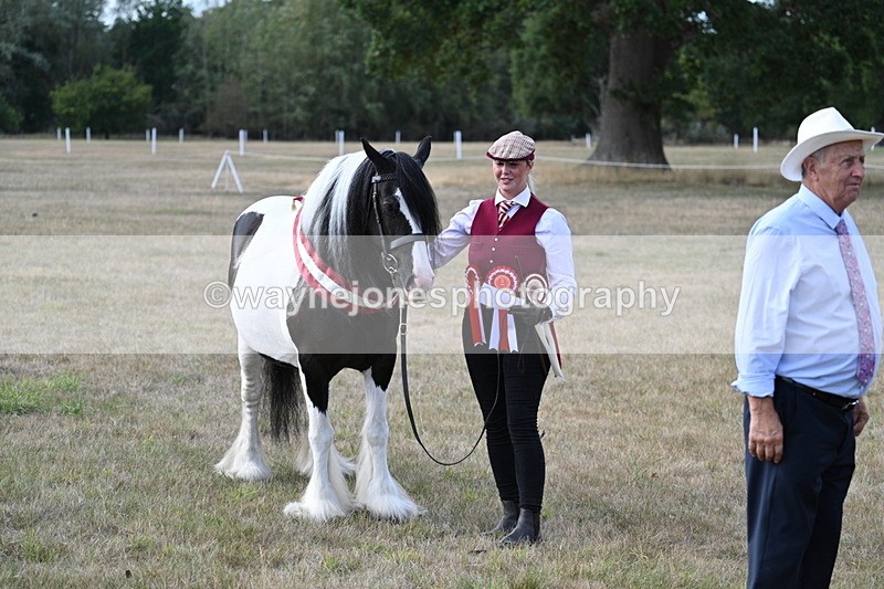WJ7_8387 - In-hand Championship
