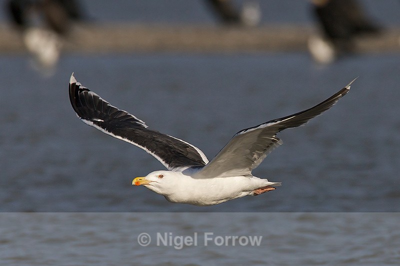 Great Black-backed Gull in flight low over Brownsea lagoon - Great Black-backed Gull