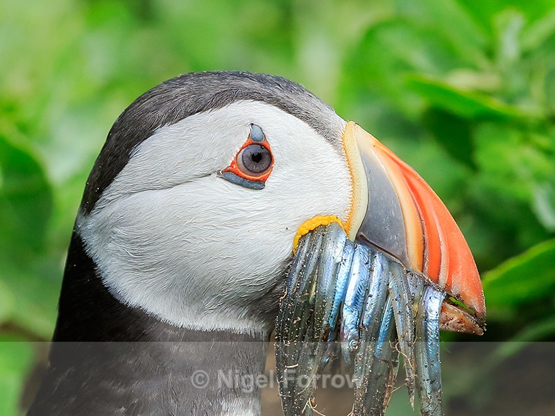 Close-up of Atlantic Puffin, Farne Islands - Puffin