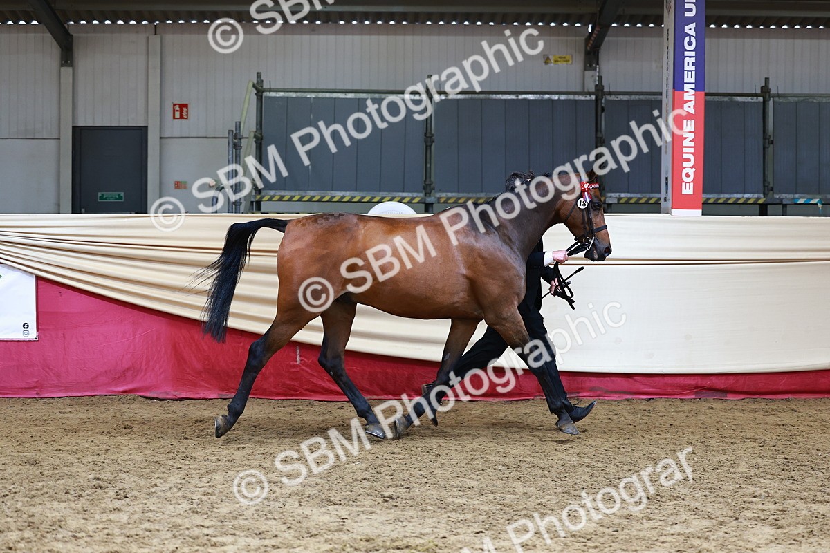 SBM_23173 - Class 903 - Supreme Final - IH Pre Vet