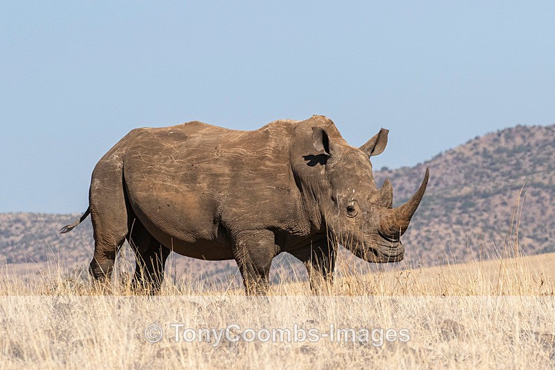 White Rhino - Lewa ~ Other Mammals