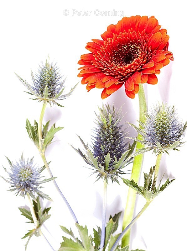  - Flowers