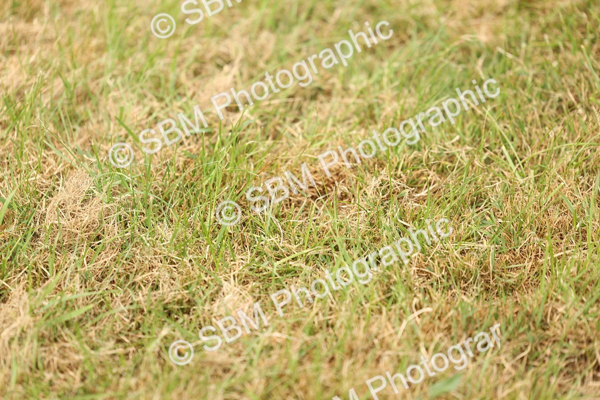 SBM_07155 - Class 76-77 - Ridden M&M Welsh Ponies