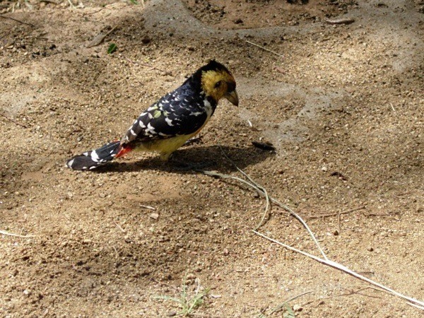 Crested Barbet - SA - BIRDS & INSECTS