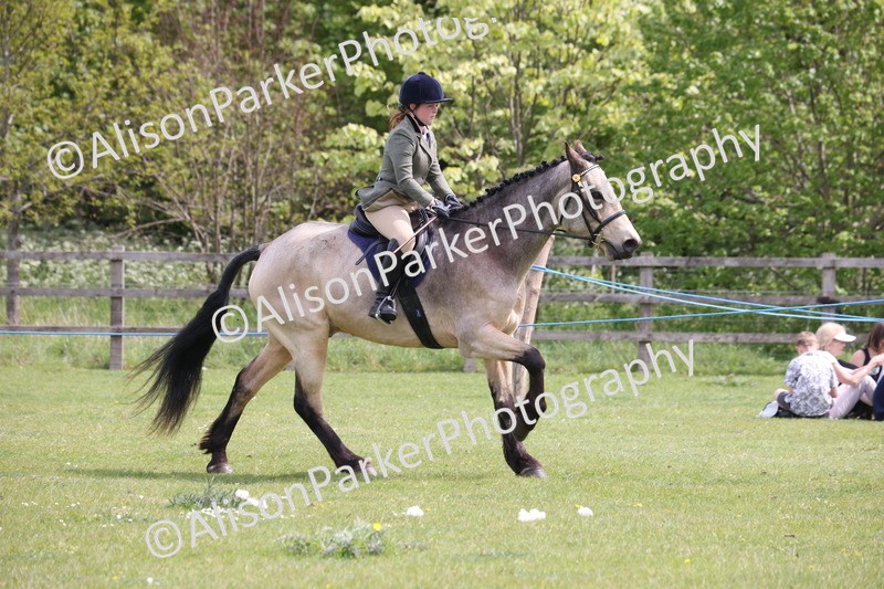 20260426-4344 - Class 34 - Best Riding Horse Over 14.2hh