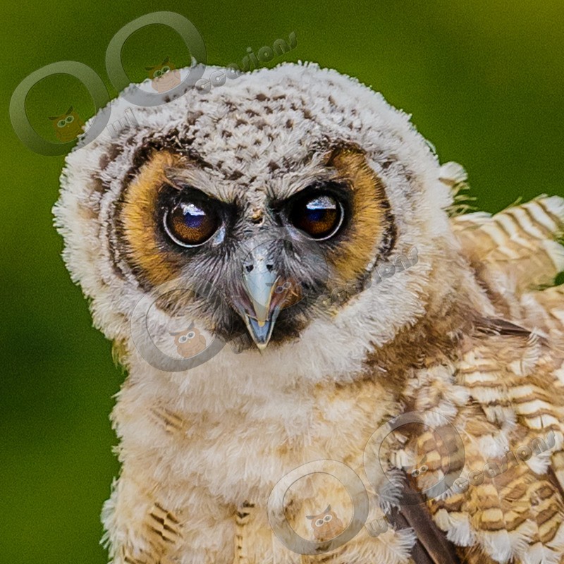asian brown wood owl Strix leptogrammica-8589 - Owls of the World