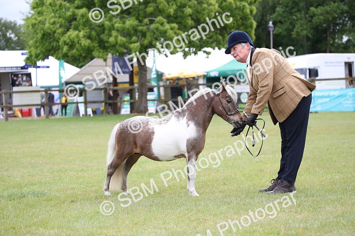 SBM_03802 - Class 23-25 - British Miniature Horse of the Year