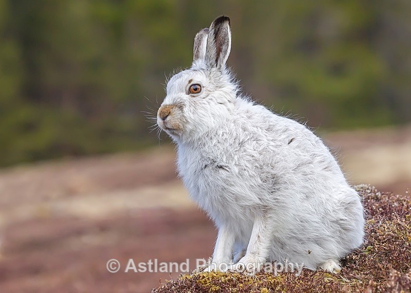 Astland Photography, Bird and Wildlife Images, Susan and Peter Wilson, U.K.