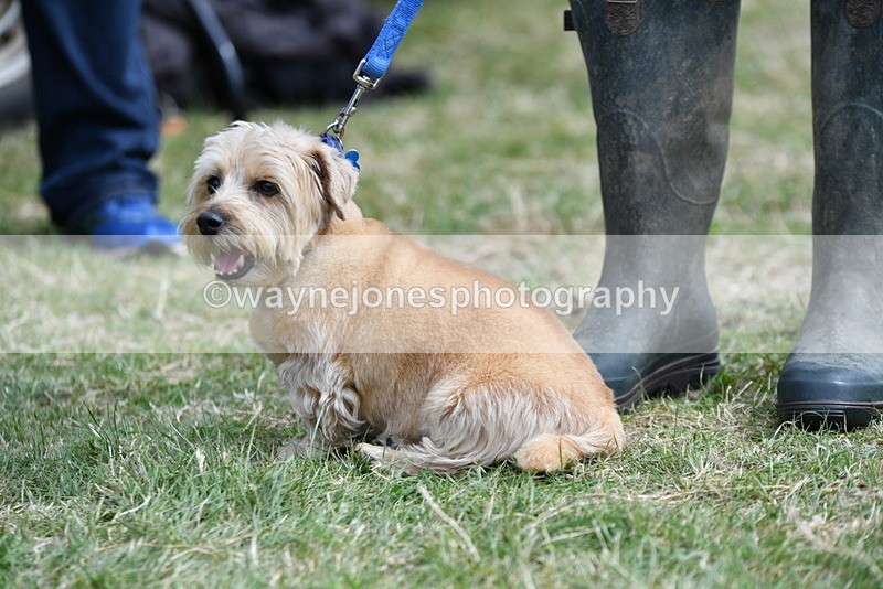 WJ5_0492 - Class 7 Best Terrier