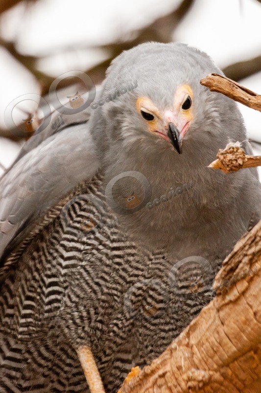 African Harrier-Hawk Polyboroides typus-4495 - BoP from around the world