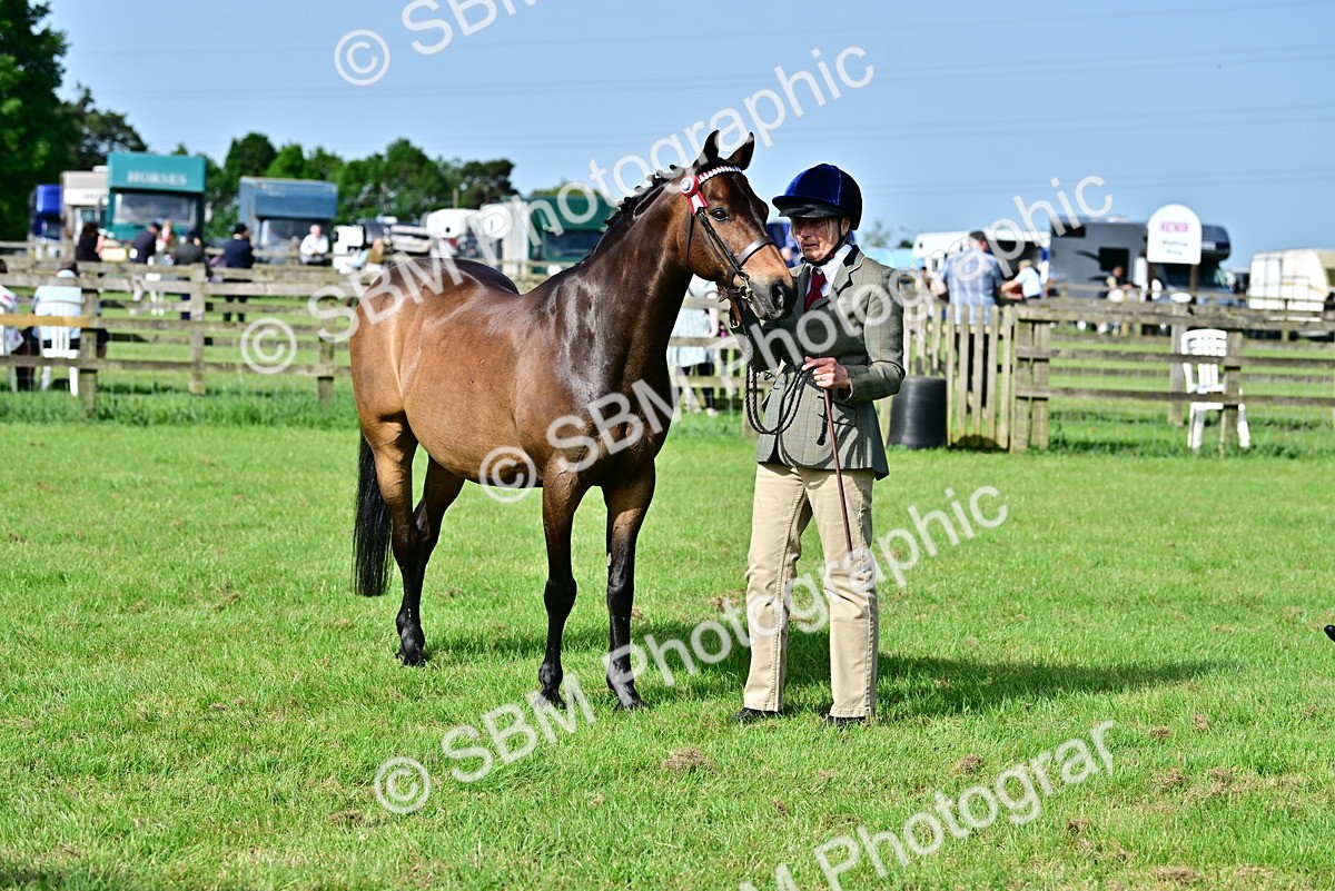SBM_00983 - Class 46-49 - Arab and Part Bed-Anglo Arab In Hand