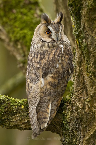 LONG EARED OWL / REF LEO REF 4 - ' LONG EARED OWLS '