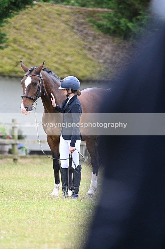 WJ7_7009 - Class 5a Most Handsome Gelding in Hand