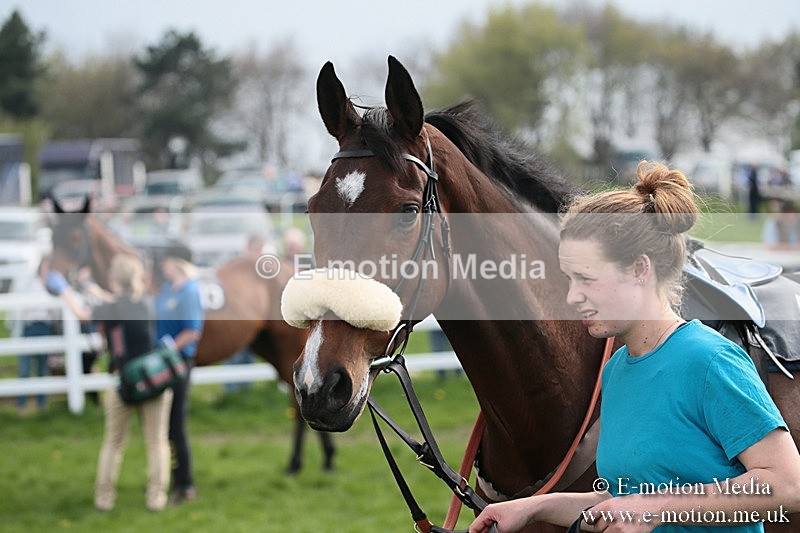 PtP 210418 300 - South & West Wilts Point-to-Point Larkhill 21/04/18
