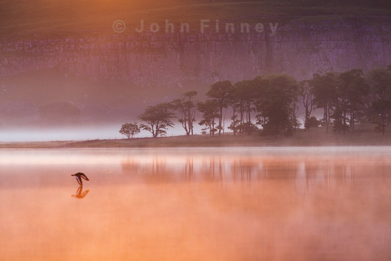 The Oystercatcher - Yorkshire Dales & Yorkshire