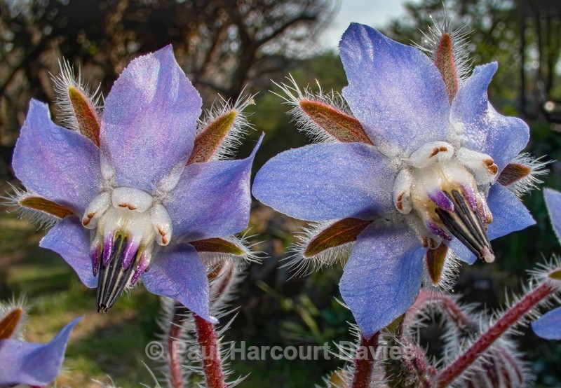 Borage (Borago officinalis) - Mikromak & TS Robusto 160