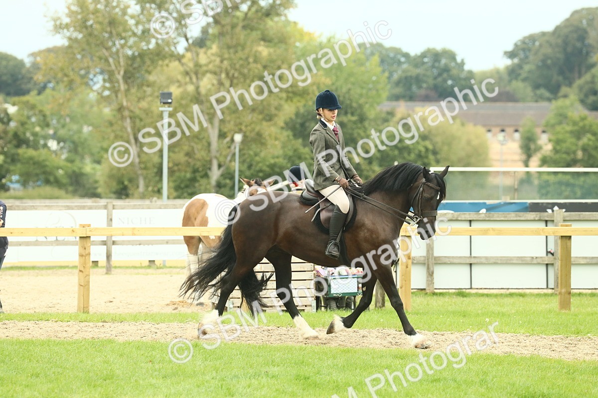 SBM_72155 - S60 - Mountain & Moorland Ridden Large Breeds