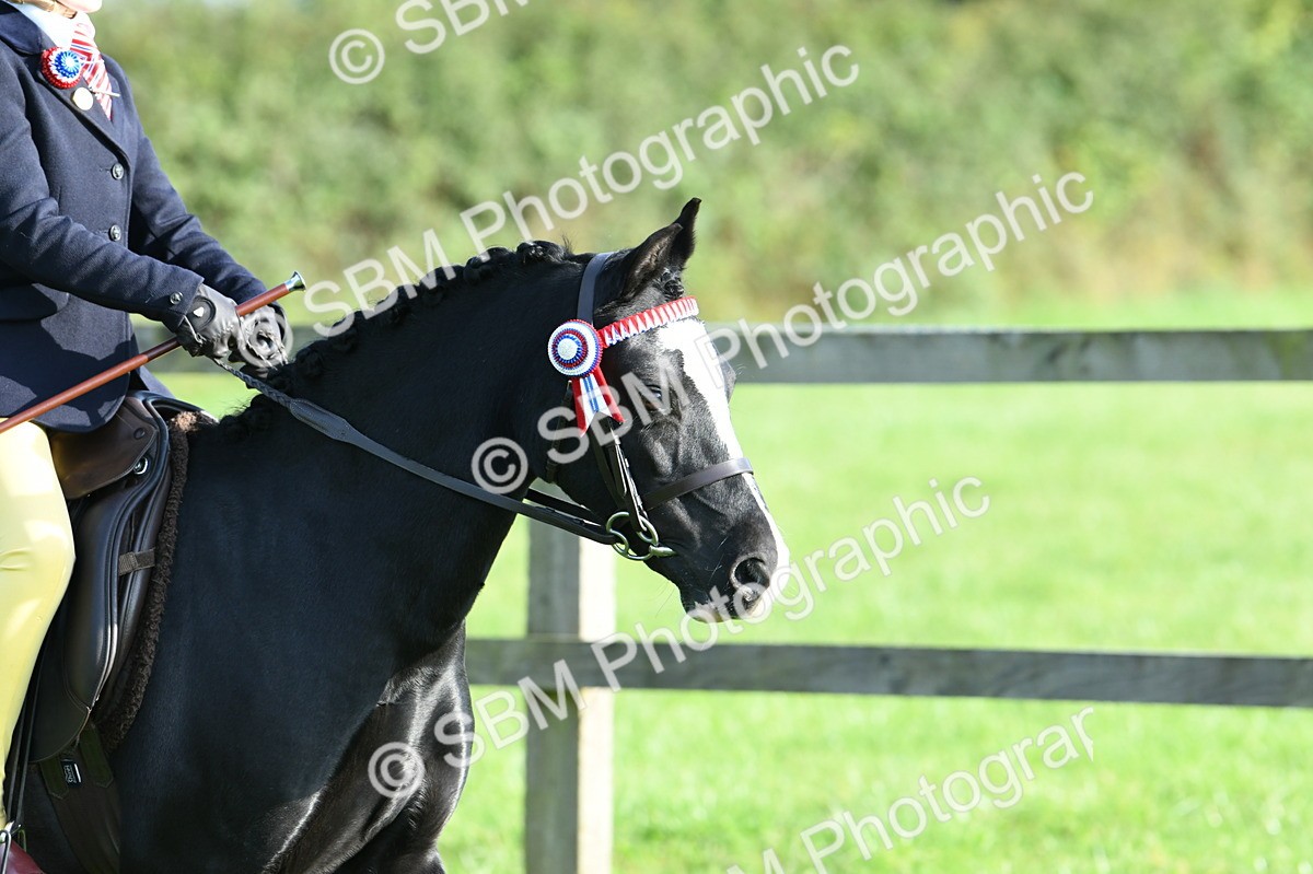 SBM_52368 - S22 - 1st Ridden Show & Show Hunter Pony
